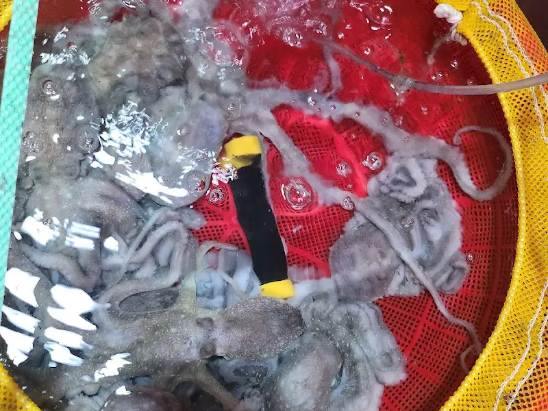 수조 속 싱싱한 낙지들