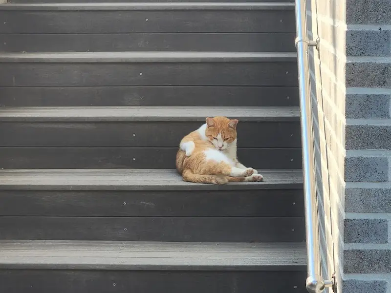 계단에 앉아 휴식을 취하는 고양이