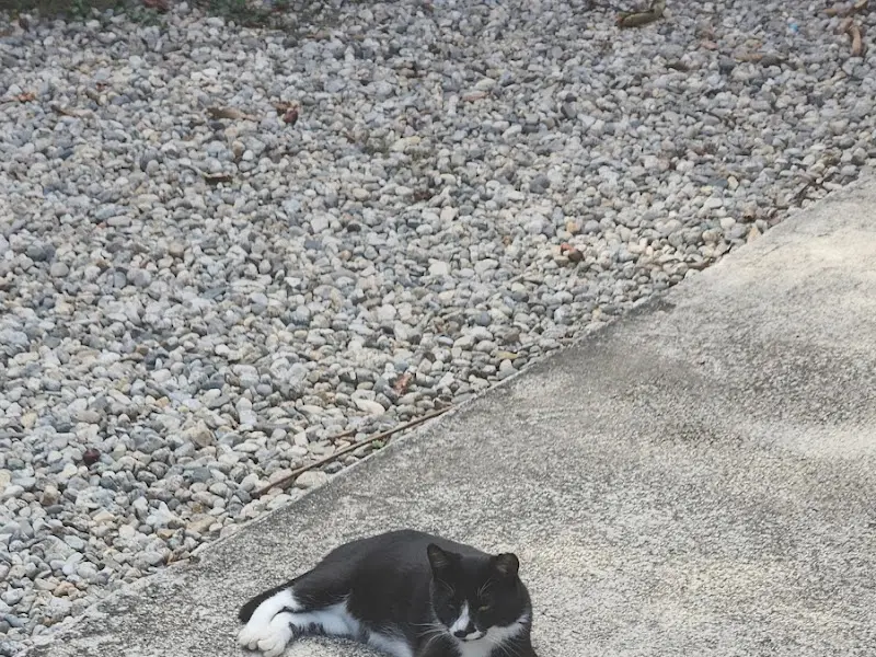 카페 외부에 있는 고양이