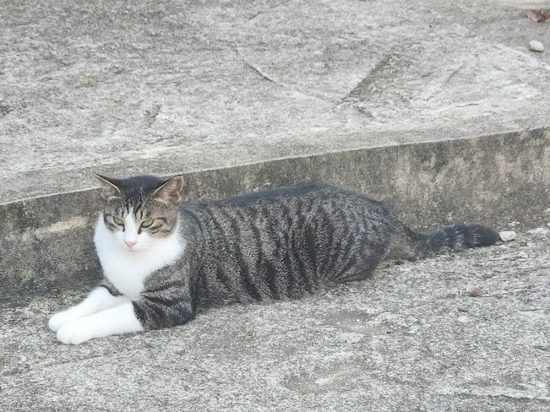 카페 외부에 있는 고양이