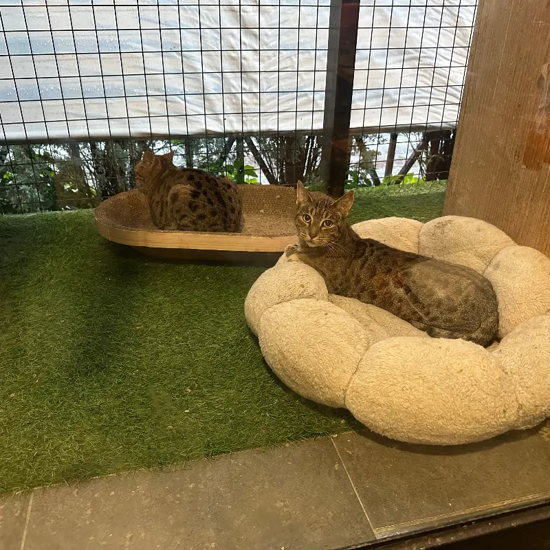 카페 안에서 쉬고 있는 고양이들