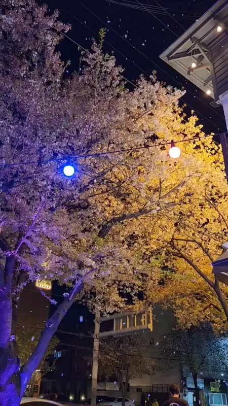 벚꽃과 조명의 조화