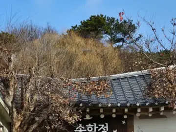 청주 상당산성 깊숙한 곳, 닭백숙 가성비 끝판왕! 송학정에서 맛보는 토속음식 레전드!