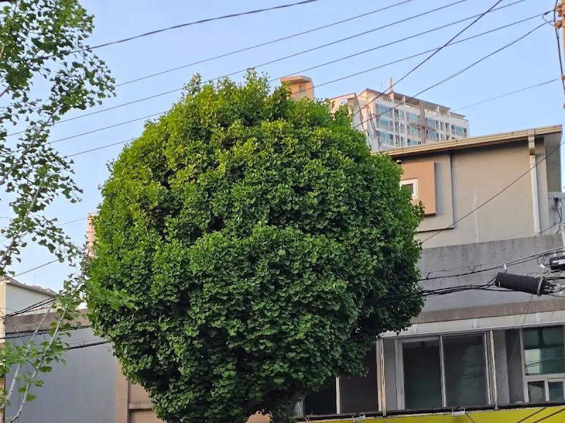 행운칼국수 외부 전경