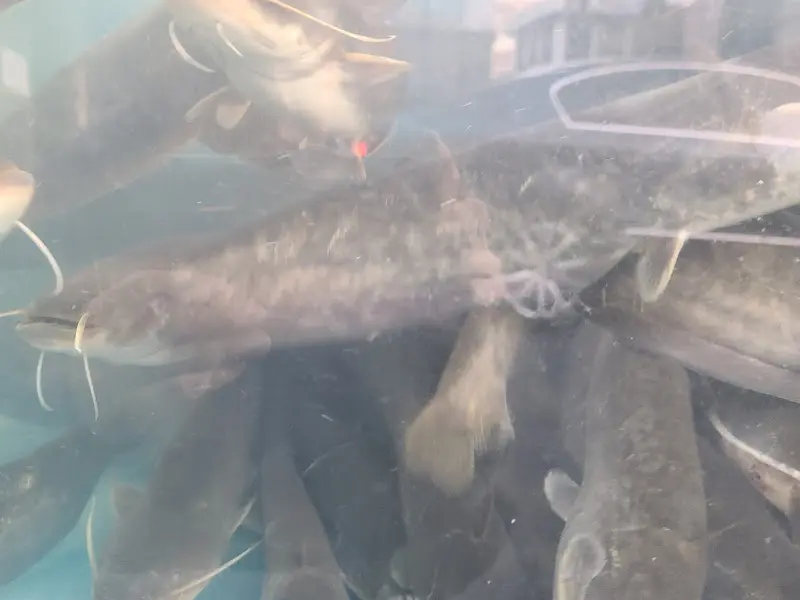 수족관 안에서 헤엄치는 메기들