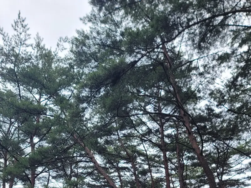 카페 주변 나무