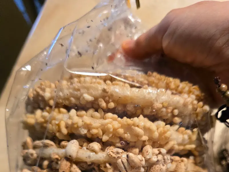 포장된 강정 세트