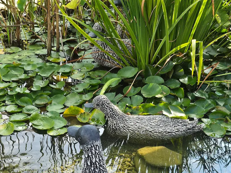 연못과 오리 조형물