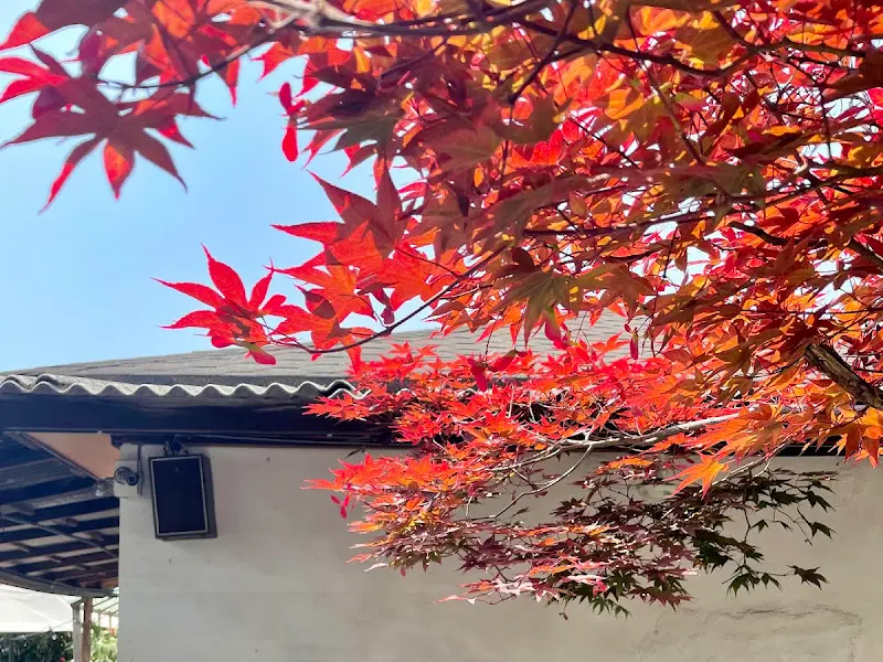 붉게 물든 단풍과 카페 건물이 어우러진 풍경. 가을의 정취를 물씬 느낄 수 있다.