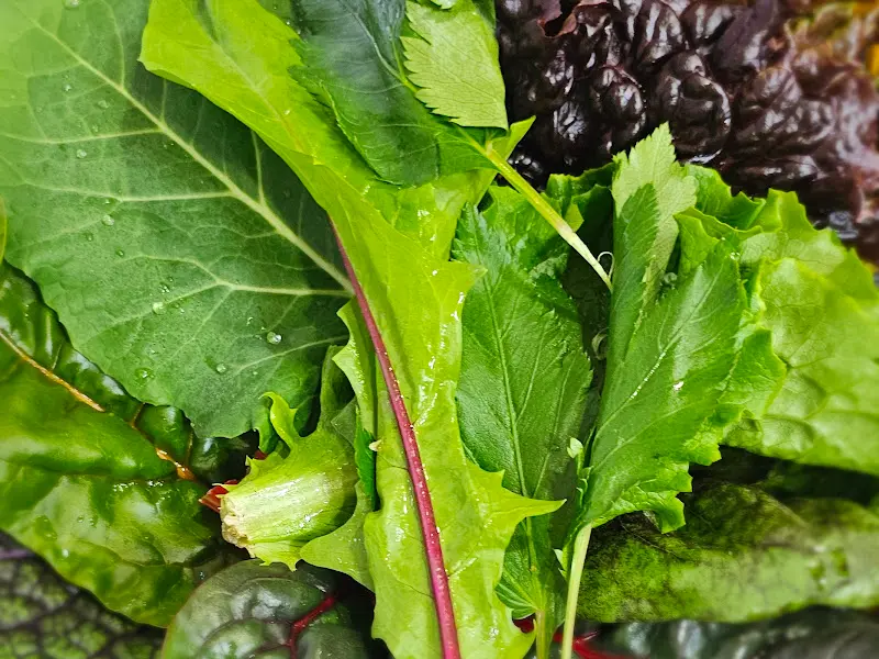 정원약초쌈밥 쌈 채소 클로즈업