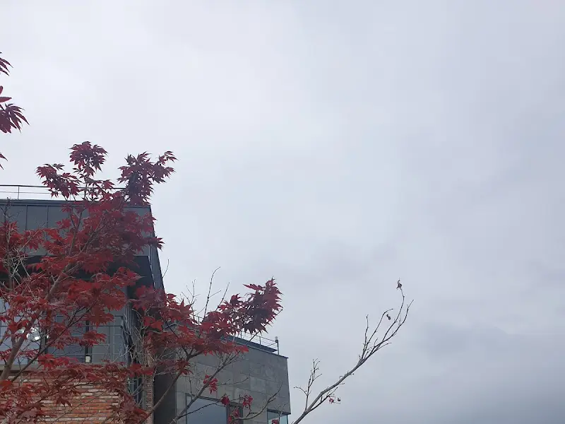 카페 건물과 나무