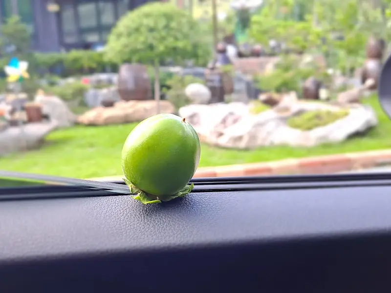 식당 주변 풍경