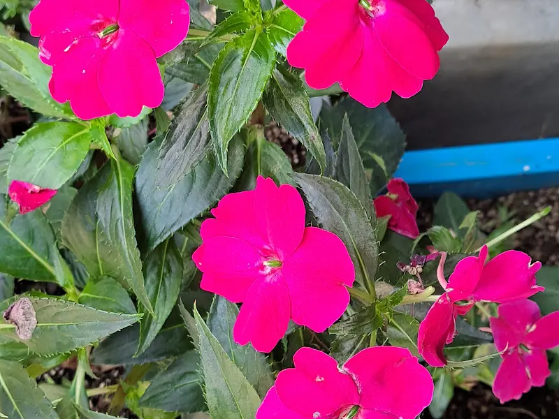 식당 앞 화단에 핀 꽃