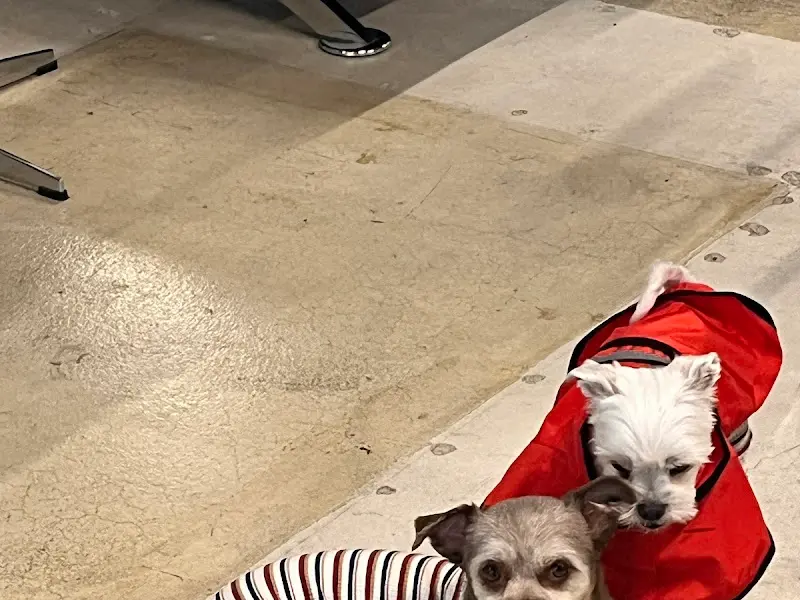 카페에 있는 귀여운 강아지들