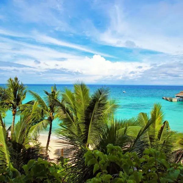 야자수와 바다 사진