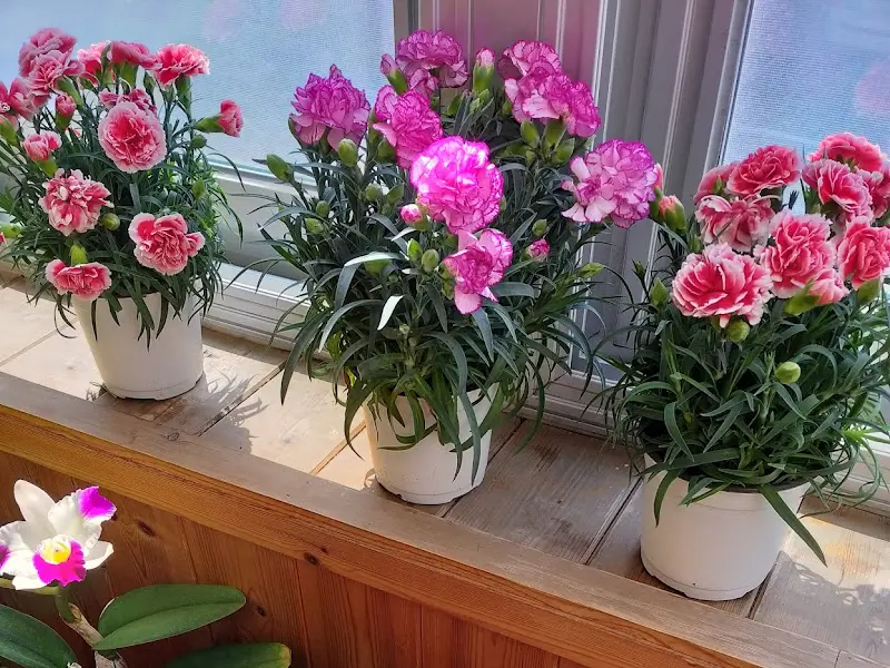 식당 입구에 놓인 꽃 화분