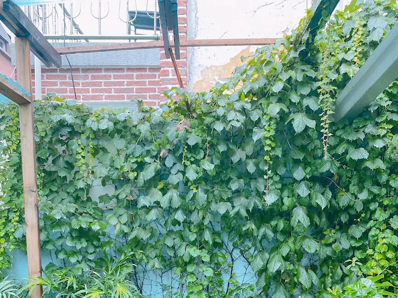 담쟁이 식당 입구