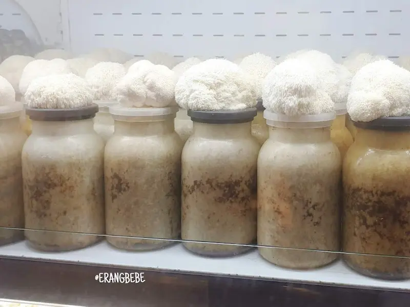 직접 재배하는 버섯