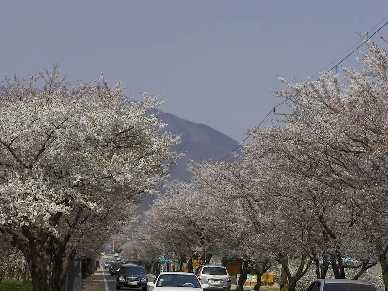 벚꽃길