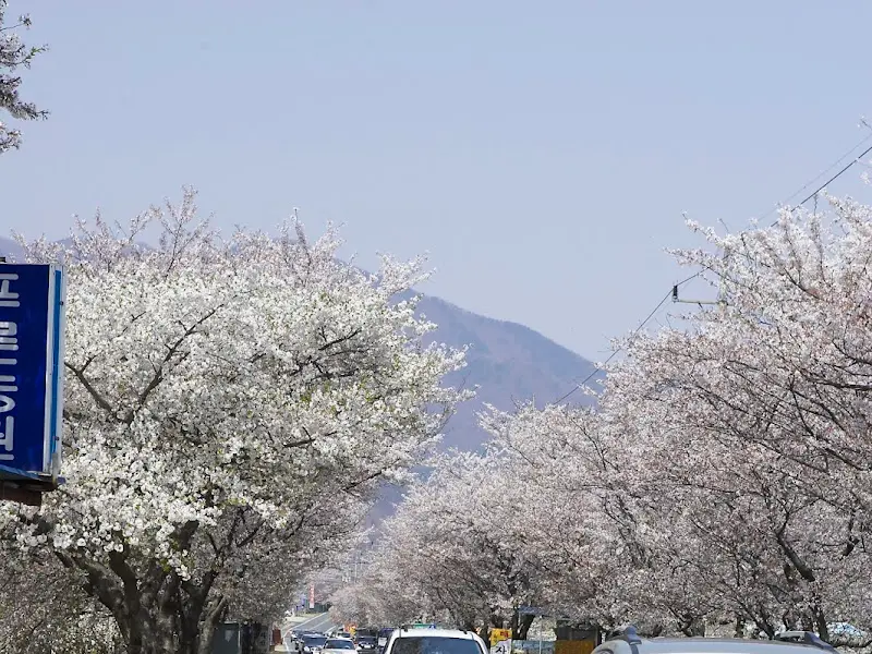 벚꽃길