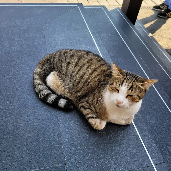 두례 식당 앞 고양이