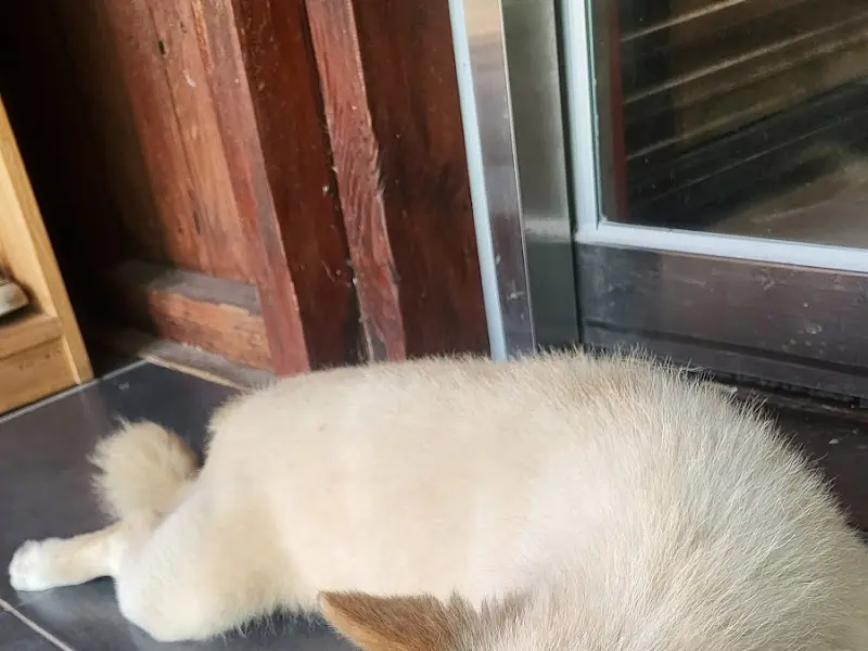 가게 마스코트 강아지 돌이