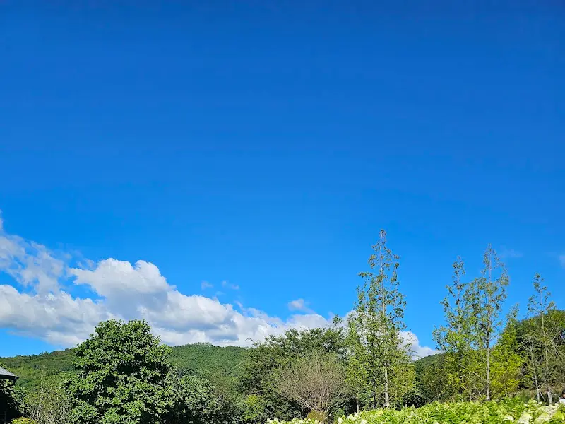 푸른 하늘과 초록색 나무