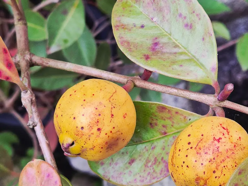 나뭇가지에 열린 탐스러운 열매