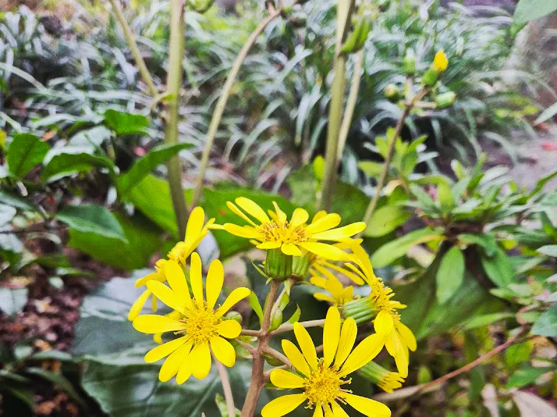 정원에 핀 노란 꽃