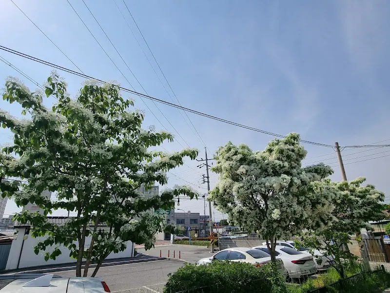 주차장 옆 나무 사진