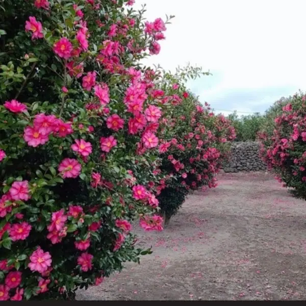 분홍색 동백꽃이 만개한 아름다운 정원의 모습