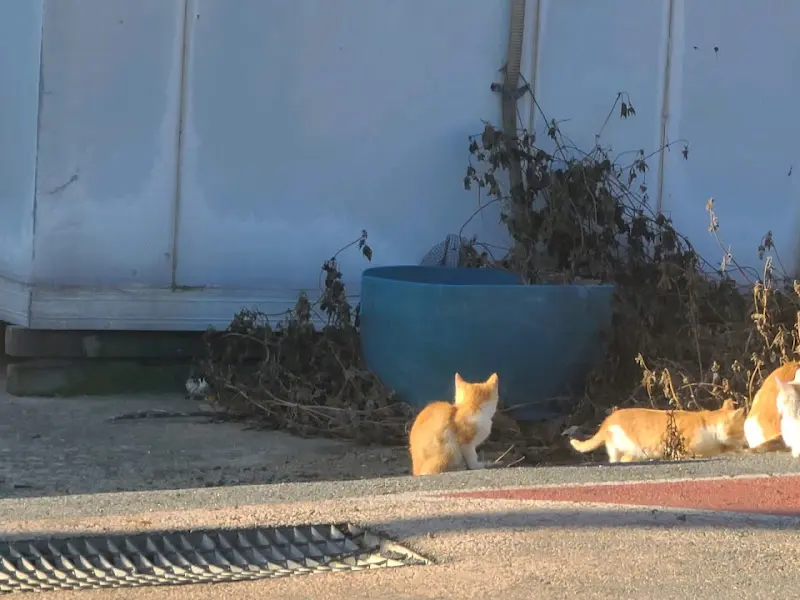 식당 앞 고양이들