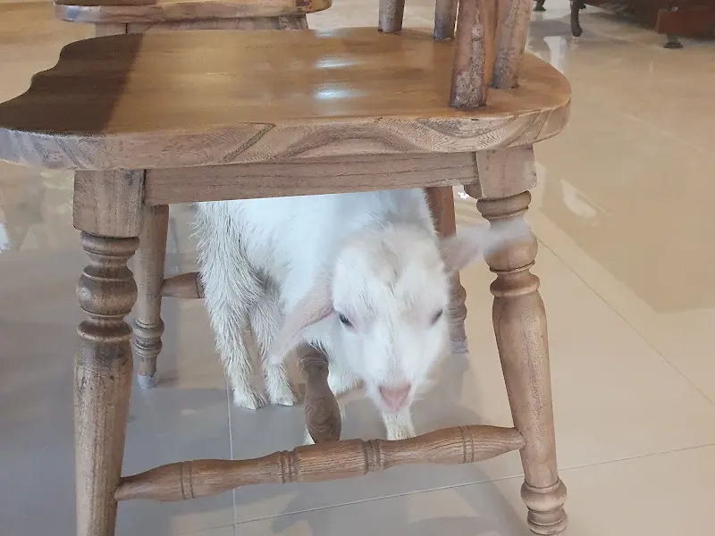 의자 밑에 숨어 있는 아기 산양의 깜찍한 모습