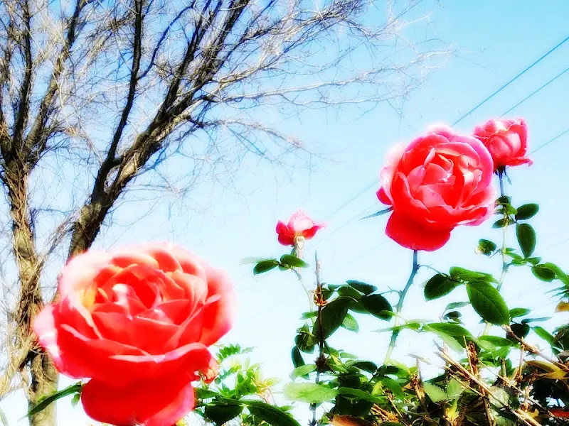 활짝 핀 붉은 장미꽃을 클로즈업한 사진. 파란 하늘과 나뭇가지가 배경으로 보인다.