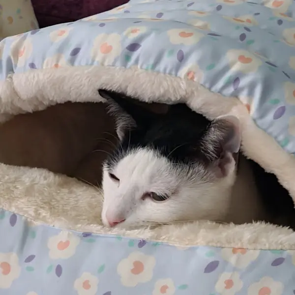 따뜻한 보금자리에서 휴식을 취하는 고양이