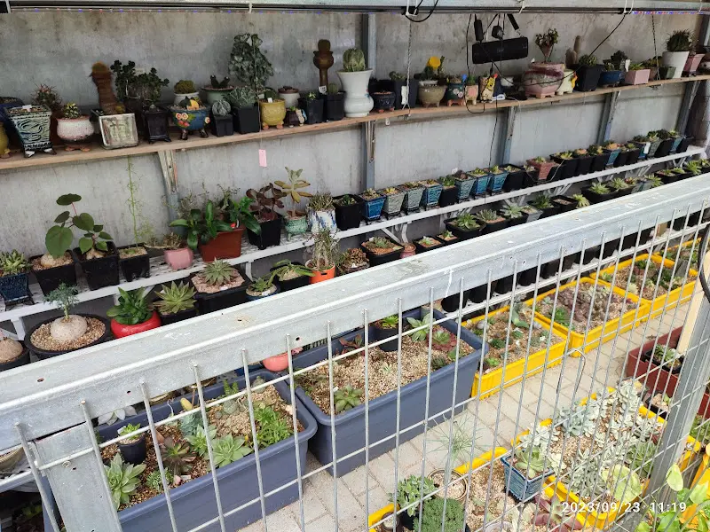 다양한 다육이 화분들