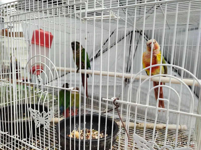 새장에 갇힌 알록달록한 새들