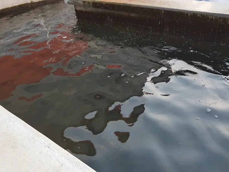 깨끗한 양식장에서 자라는 싱싱한 송어