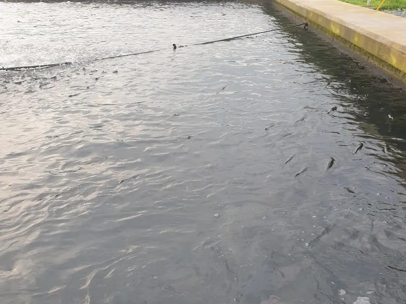 맛있는 송어회 한 상 차림