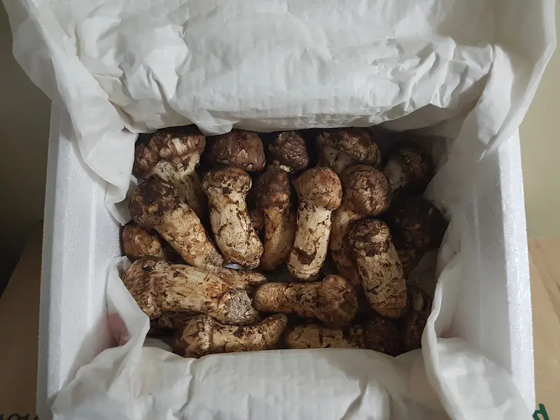 싱싱한 송이버섯 한가득