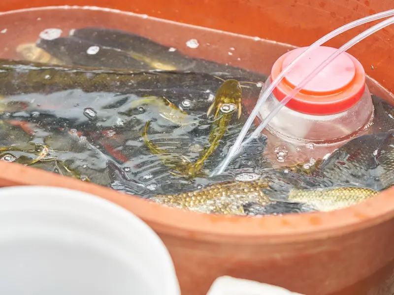 수조 속의 물고기