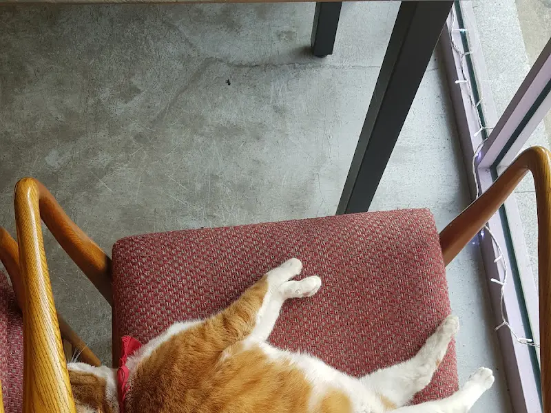 카페 의자에 앉아있는 고양이