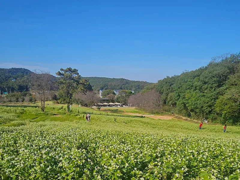 드넓게 펼쳐진 메밀밭 풍경
