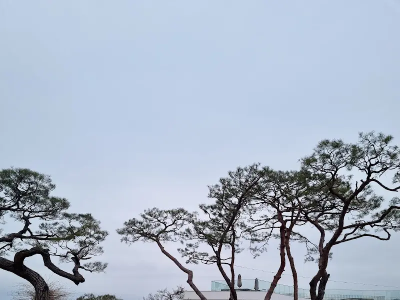 함안 뜬 카페 주변 나무