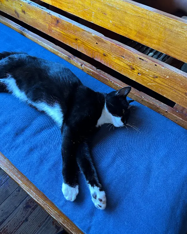 벤치에서 쉬고 있는 고양이