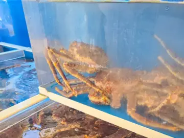 기장에서 만난 인생 대게! 부산 기장명품대게, 여긴 진짜 맛집 인정!