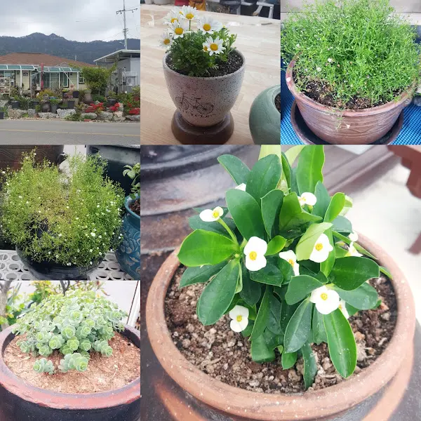다양한 화분들이 놓여있는 식당 외부