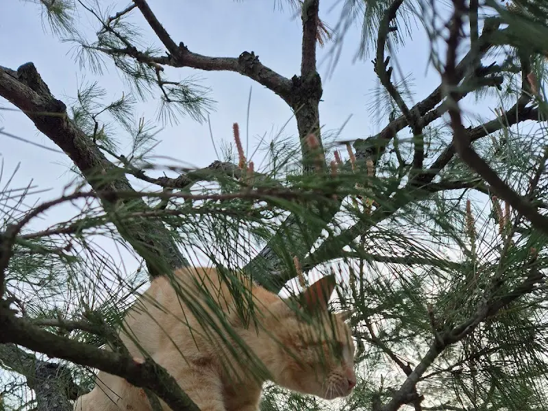 정원에서 만난 고양이