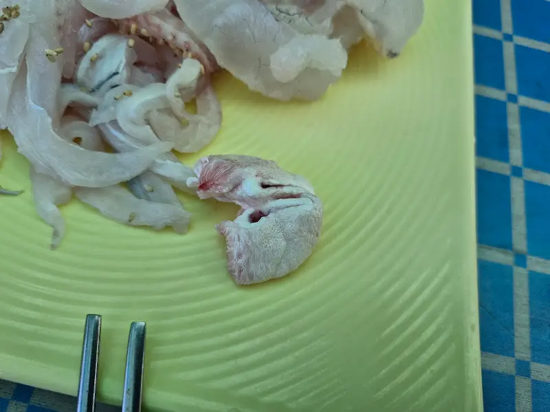 참깨가 뿌려진 회