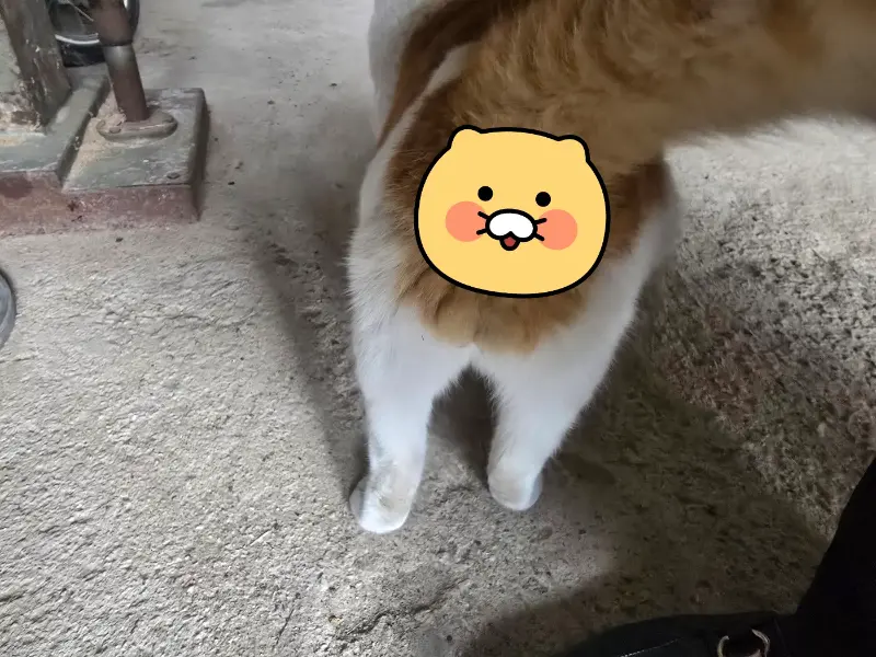 귀여운 고양이
